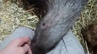 Индийский дикобраз