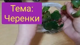 Как сохранить черенки цветов до посадки?