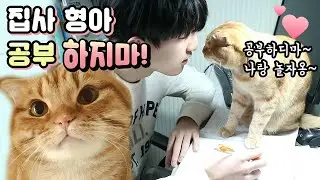 (ENG sub) The temptation of a cat ! Don't study! Play with me! [Benny Family]
