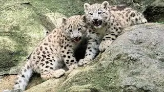 Snow leopard | baby snow leopard | Snow leopard cub in pakistan