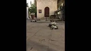 Хроники: 14.08.2020. Переучивание ума. Интуиция... (V. S.)