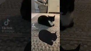 a video of the real Maxwell from TikTok