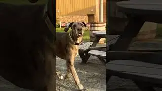 Meeting a dog that is bigger than furniture