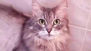 У меня есть дома КОТ оконч на канал