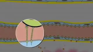 Leukocyte Rolling