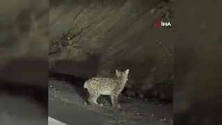 Erzincan’da nesli tükenme tehlikesi altında bulunan vaşak görüntülendi