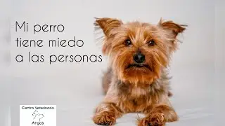 Mi perro tiene miedo a las personas