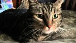 My cat has a broken jaw.