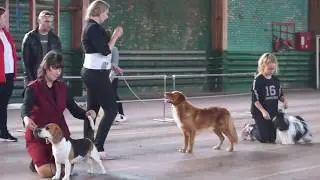 CAC-Ч.РКФ Осенние встречи 2019 | DOG SHOW | BEST IN SHOW