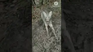 West Virginia Coyotes 