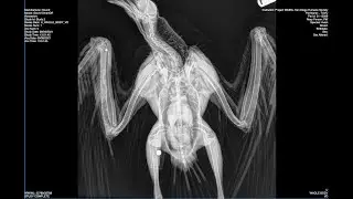 Turkey Vulture Released After Being Shot with BB Gun