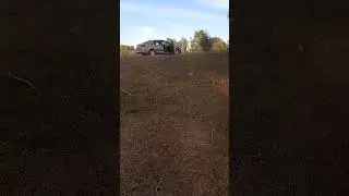 Коровий беспредел