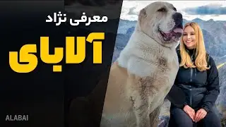 معرفی سگ آلابای | همه چیز درباره نژاد آلابای
