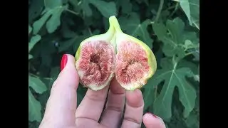 созрел ИНЖИР