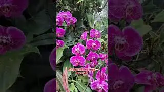 Ang ganda ng mga Orchids | cloud forest | @SKYFEMETV