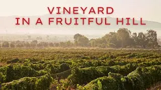 Vineyard in a Fruitful Hill