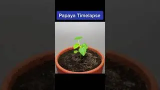 5 How To Grow Plant Seeds Time Lapse Compilation Videos 2022