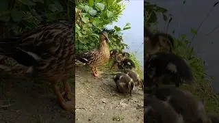 Ducklings Meet Their Mother for Breakfast #bird #ducks #duck