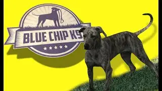 Best Dog Trainer in Fort Worth, Texas.  Blue Chip K9 Dog Trainer