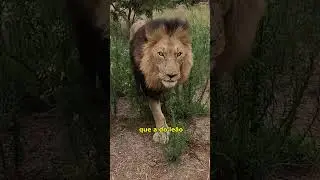 Esse Animal é Muito Ardiloso #shorts
