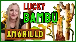 🎋BAMBÚ AMARILLO / Lucky Bambu Amarillo.@VeronicaCampaniniPlantas