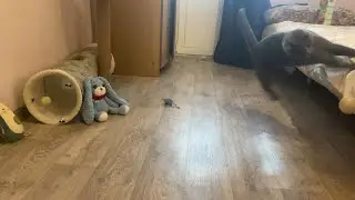 СЕРИАЛ КОТ LOKI 1 СЕЗОН 2 СЕРИЯ ИГРЫ С КОТОМ #lokicat #cat #cats #funny #loki #catlover