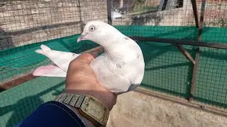 छोटे बड़े बच्चे एक से बढ़कर एक Baazi वाले !! 7494900384 Original Bloodline From Punjab ! Pihu Pigeon