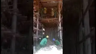 Vuco vuco