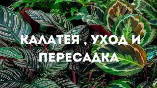 Калатея уход и пересадка в домашних условиях.