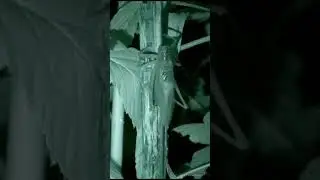 НОЧНАЯ СЕРЕНАДА ПЕВЧЕГО КУЗНЕЧИКА 