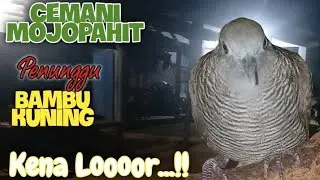 Alhamdulillah...🤲🤲🤲 CEMANI MOJOPAHIT penunggu Bambu Kuning Kena Loooor....‼️
