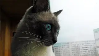 Cat Walking on a Windowsill
