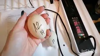 Эксплуатация инкубатора от WWQ. Настройки. Режимы работы.