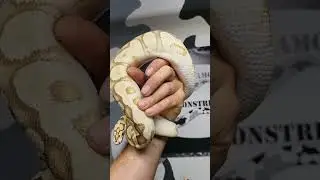 Enchi Fire Spotnose Clown 50% dh Sunset Ghost Ball Python Boy
