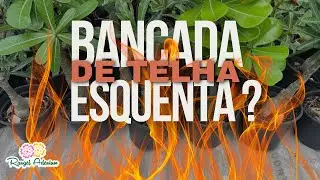Bancadas de telhas de amianto esquentas as plantas ? Diminuem a ventilação ?