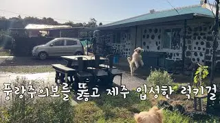 SUB 단순로그280 풍랑 주의보를 뚫고 세 식구 제주 입성한 럭키비키 vlog