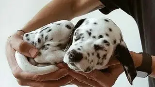 Милые Далматины "Сборник  видео 2020" Cute Dalmatians "Video Compilation 2020"