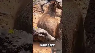 Capybara Lays a Huge Bolt on Dangerous Predators, Stupidly Chill Guy 😂 