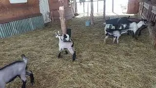 Продаются альпийские козлики от высокоудойных мам