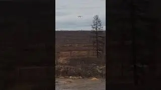 Лебеди прилетели!