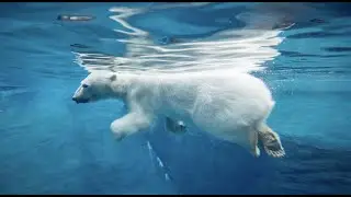 Oregon Zoo: Together for Wildlife