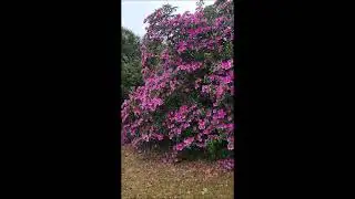 Beautiful large purple & white flowering Azaleas in full bloom at the BRC in Ixopo, Natal