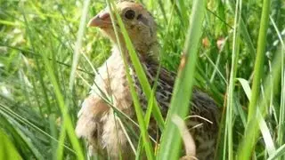 Organic Quail Chicks weeding, eating pests and free-ranging in the meadow