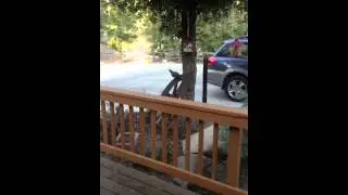 Papa Quail on the lookout