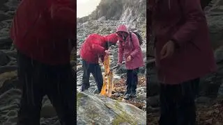 Морская капуста в Норвегии