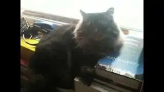 Our cat won't share the book about President Reagan.