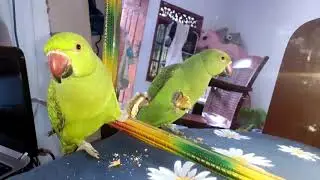mirror screen green parrot reactions and eating time