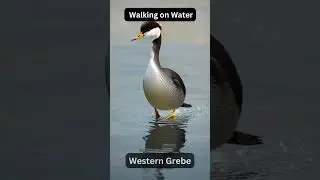 Animal Fact: Walking on Water !! Western Grebe !! OMG is it Real ??? 
