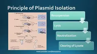 PLASMID DNA EXTRACTION By ALKALINE METHOD WITH VARIATIONS