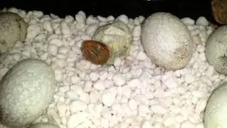 New Babies Are Hatching!!
